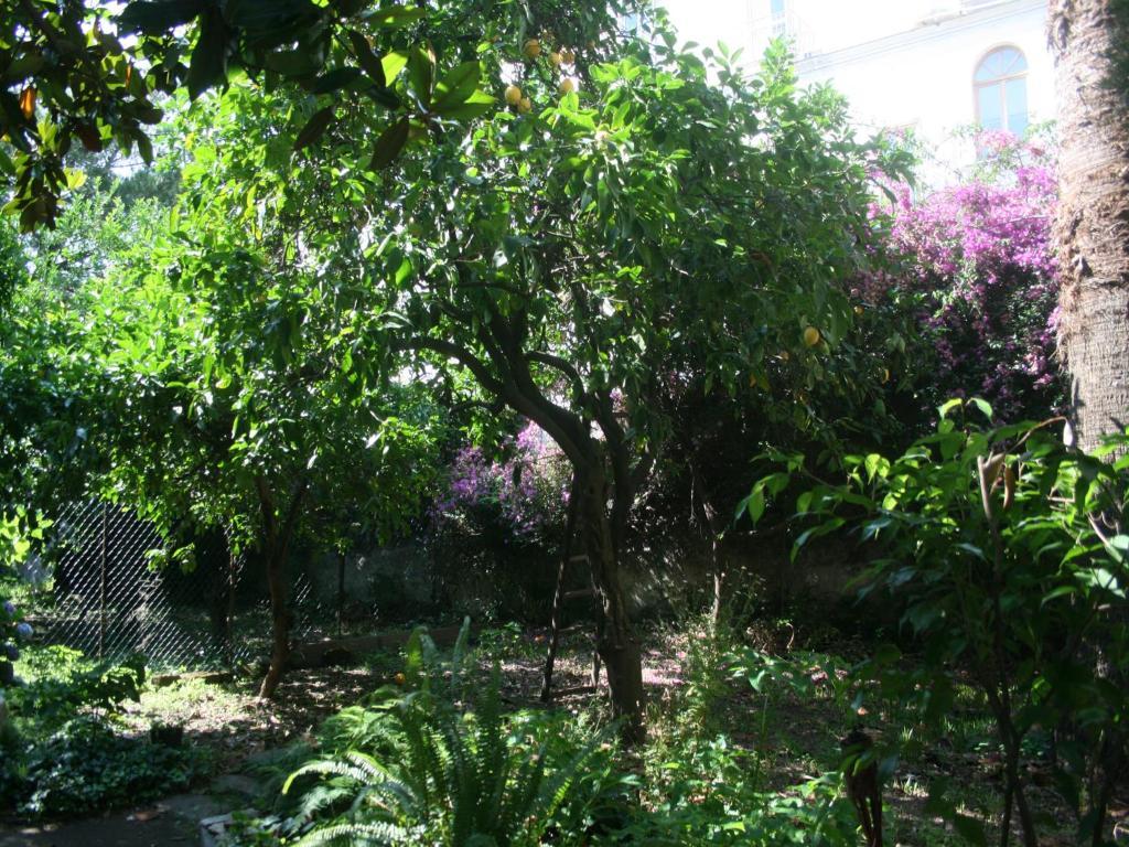 Il Giardino Di Tonia - Oplontis Guest House - Bed & Garden - Torre Annunziata Εξωτερικό φωτογραφία